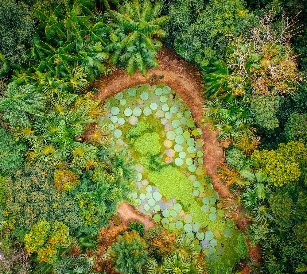 Global Canopy